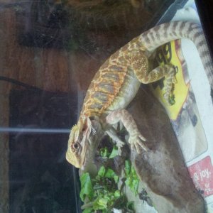 My Beardies