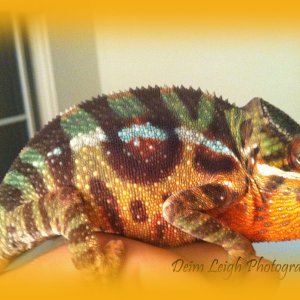 Exotic Panther Chameleons