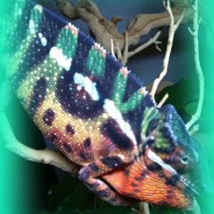 Exotic Panther Chameleons