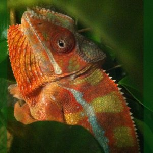 Exotic Panther Chameleons