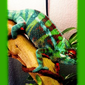 Exotic Panther Chameleons