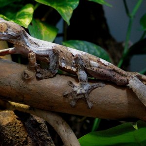 Uroplatus/Fimbriatus