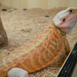 Types of dragons I want