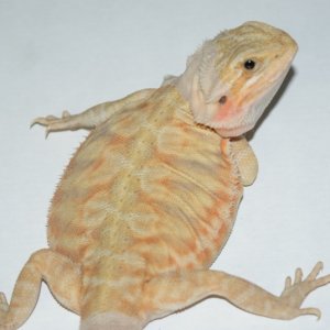 Types of dragons I want
