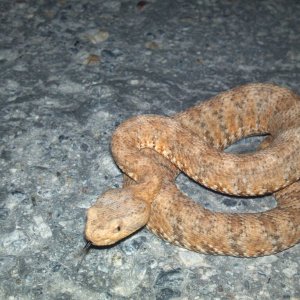 babie speckeld rattler