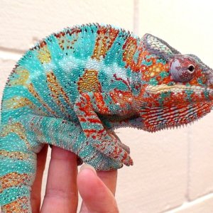 mrainbow8