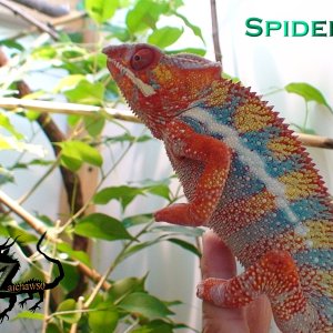 spider31