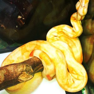 2010 Female Coral Albino Red Tail Boa