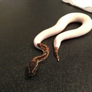 2012 pied male for sale