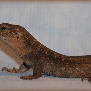 Gallotia stehlini