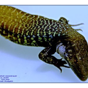 Gallotia galloti eisentrauti