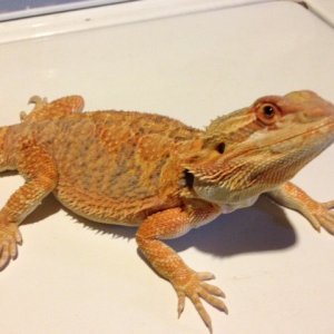 Selling my beardies