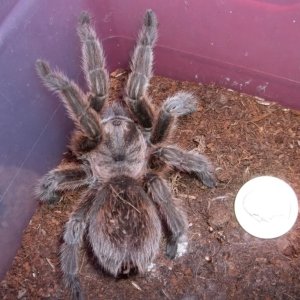 G. rosea Female