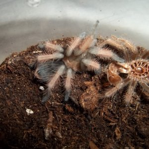B. emilia Fresh Molt