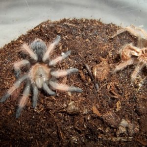 B. emilia Fresh Molt