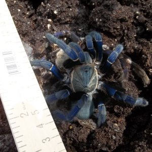 H. lividum Female