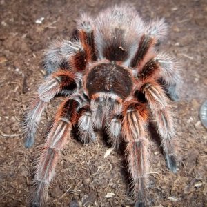 G. rosea Female