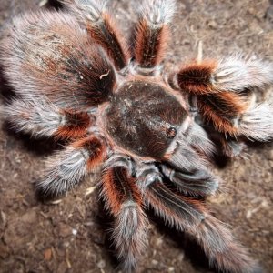 G. rosea Female