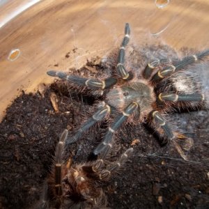 G. pulchripes