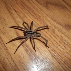 Unknown Wolf Spider