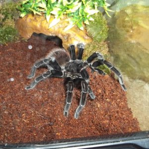 S. rubronitens Female