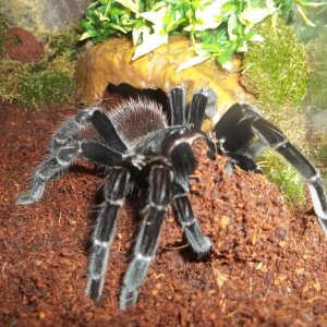 S. rubronitens Female