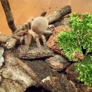 A. hentzi Juvenile Female