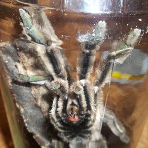 P. cambridgei Male