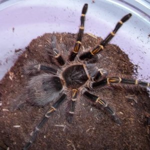 G. pulchripes