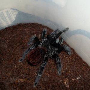S. rubronitens Female