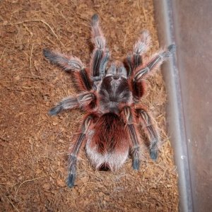 G. rosea "Red Phase"