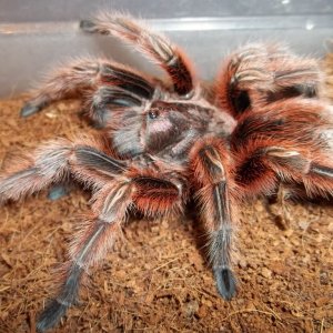 G. rosea "Red Phase"