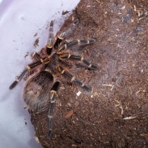 G. pulchripes Juvenile