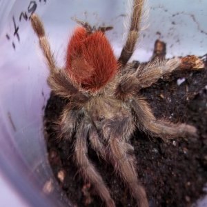 T. ockerti Juvenile