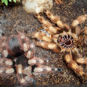 N. coloratovillosus Female Fresh Molt