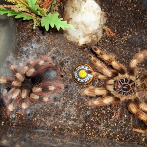 N. coloratovillosus Female