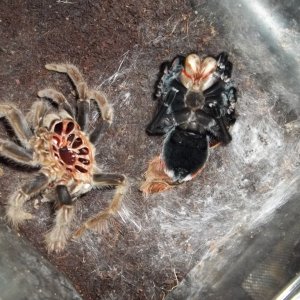 B. vagans Female Fresh Molt