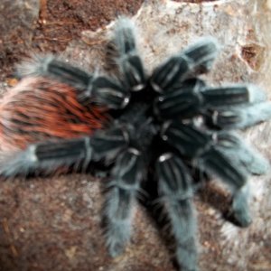 B. vagans Female Freshly Molted
