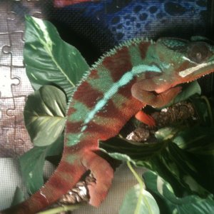 panther cham