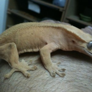 Crested
