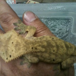 Crested