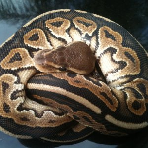 cinnamon broken stripe