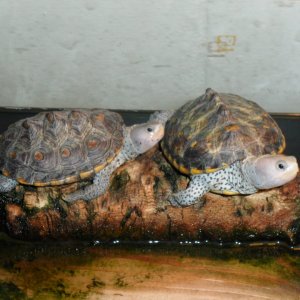 ornate diamondback terrapin