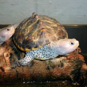 ornate diamondback terrapin