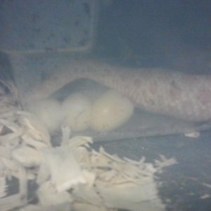 Egg Laying
