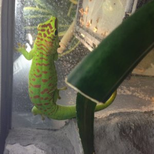 Female P. grandis