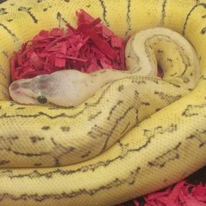 lesser pastel,spider, pinstripe