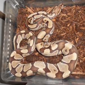 Adult Burgundy Male?