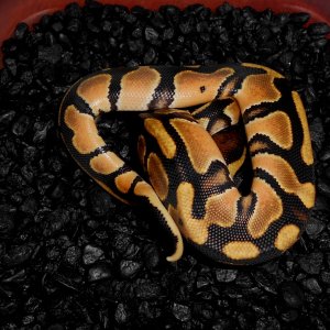 2013 Orange Dream Female3