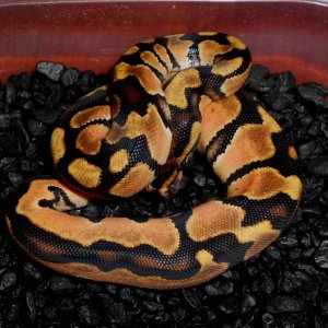 2013 Orange Dream Male1